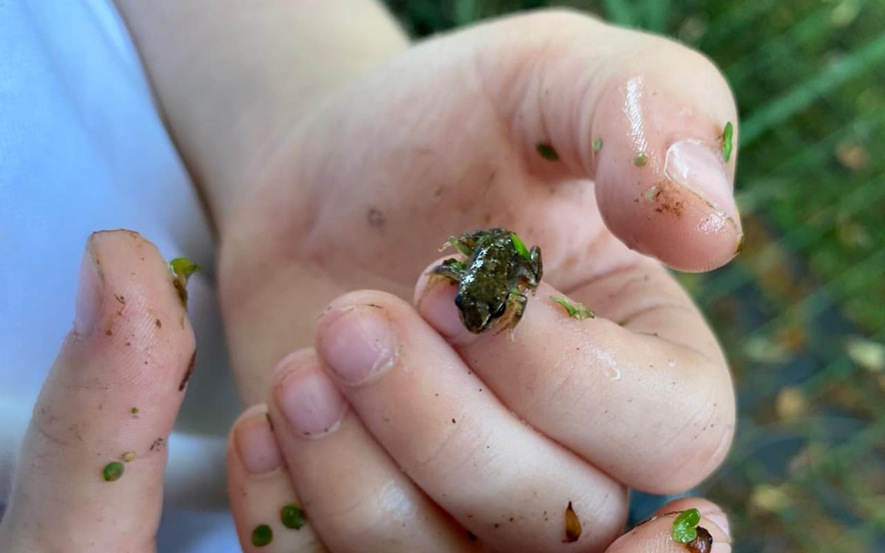 Child holding a tiny frog during outdoor adventure